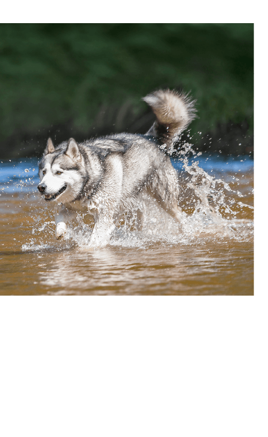 Real nature корм для собак